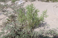 Nolana spergularioides