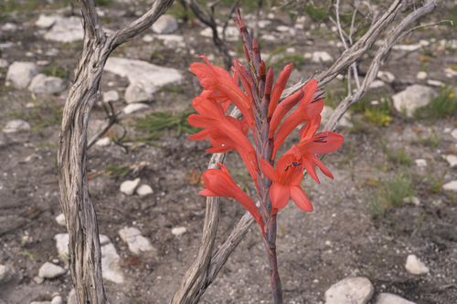 Watsonia fergusoniae