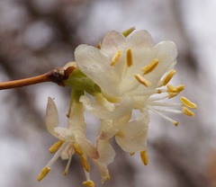 Lonicera fragrantissima