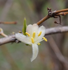 Lonicera fragrantissima