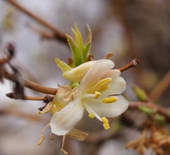 Lonicera fragrantissima