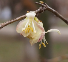 Lonicera fragrantissima