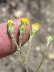 Senecio leptophyllus