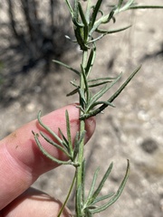 Senecio leptophyllus