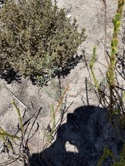 Senecio leptophyllus