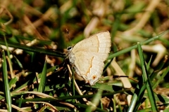 Electrostrymon endymion