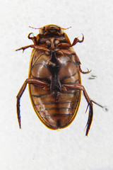 Dytiscus thianschanicus