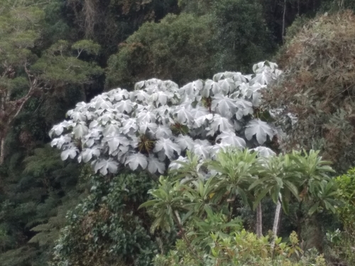 Image of Cecropia telenitida by (c) Henrry, some rights reserved (CC BY)
