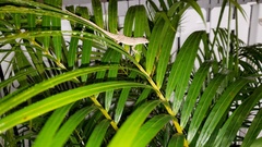Anolis sagrei