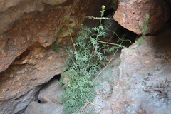 Descurainia myriophylla