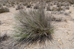 Festuca chrysophylla