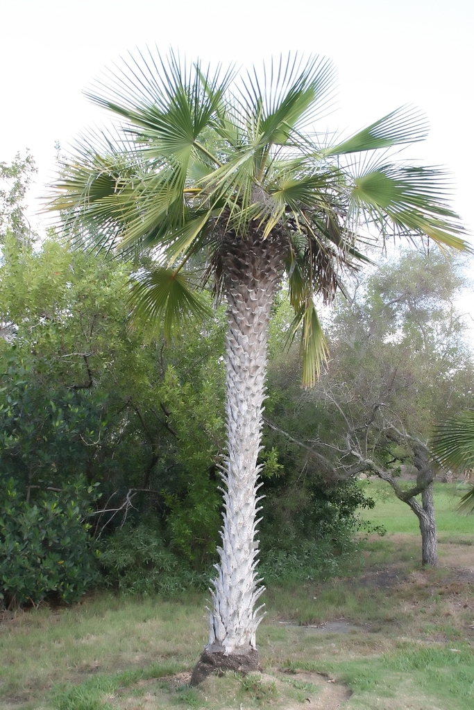 Copernicia tectorum