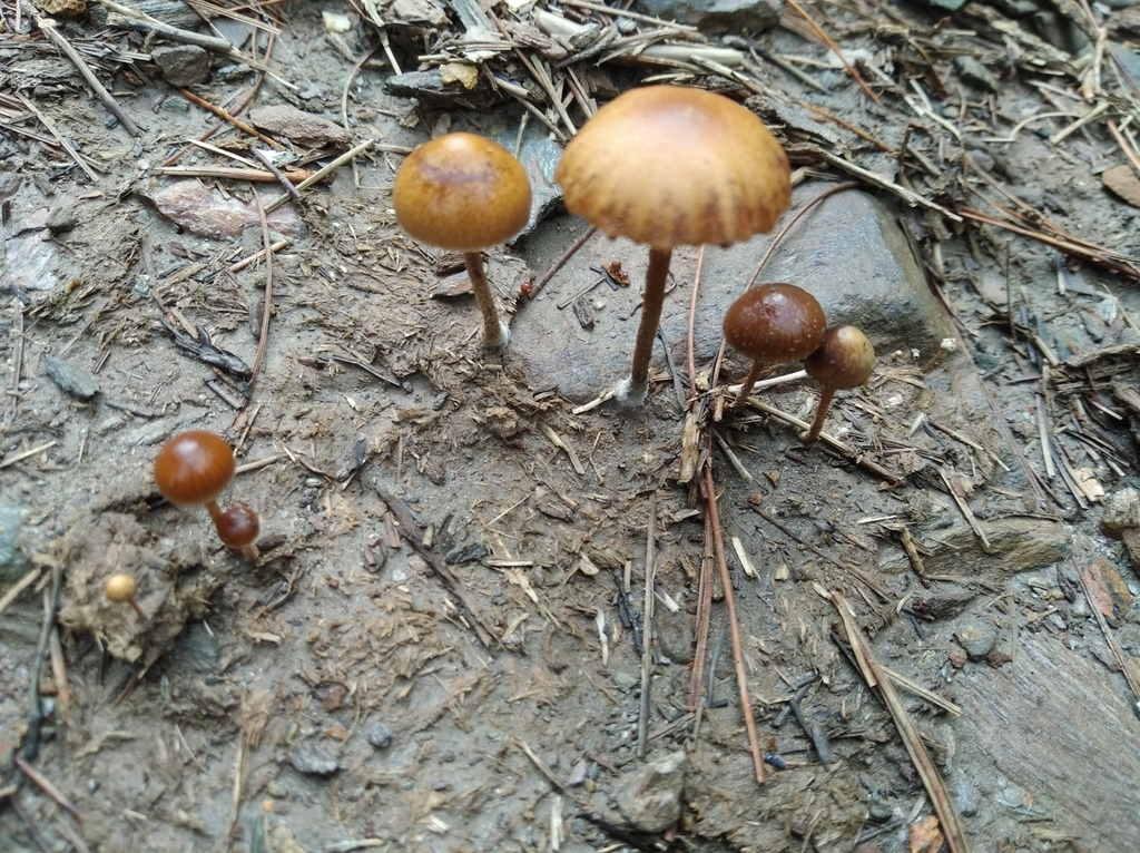 Deconica coprophila · February 2021 · photo: © sirhenrry (iNaturalist, cc-by)