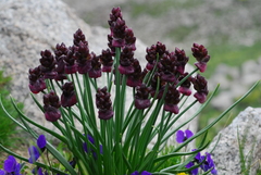 Allium atrosanguineum