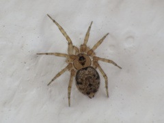 Oecobius cellariorum