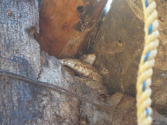 Trimorphodon paucimaculatus