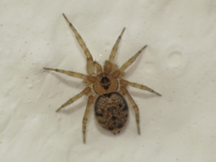 Oecobius cellariorum