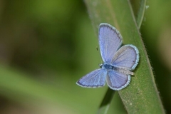 Hemiargus hanno hanno