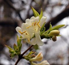 Lonicera fragrantissima