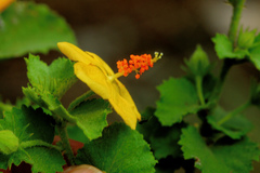 Hibiscus subreniformis