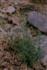 Descurainia myriophylla