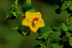Hibiscus subreniformis