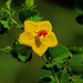 Hibiscus subreniformis - Photo (c) tjeerd, some rights reserved (CC BY-NC), uploaded by tjeerd