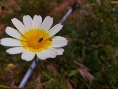 Psilothrix viridicoerulea