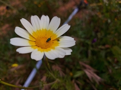 Psilothrix viridicoerulea