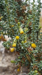 Senecio nutans
