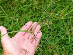 Cyperus longus tenuiflorus