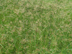 Cyperus longus tenuiflorus