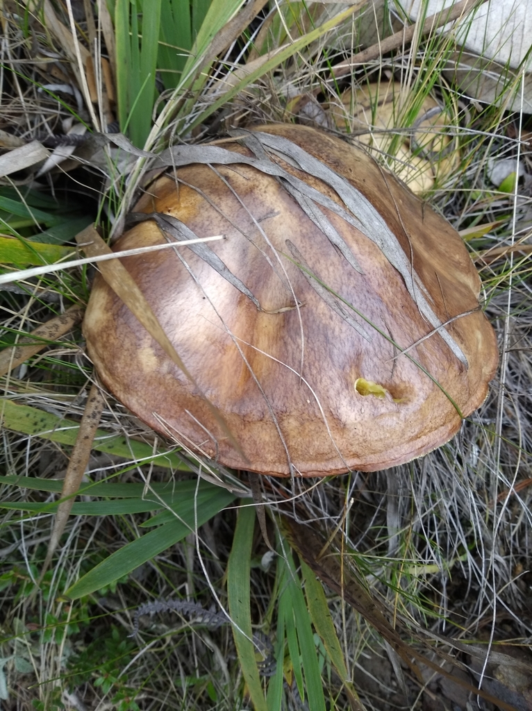 Suillus luteus · February 2021 · photo: © sirhenrry (iNaturalist, cc-by)