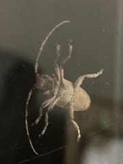 Lamiinae