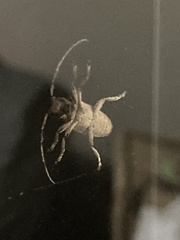 Lamiinae