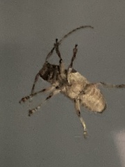 Lamiinae