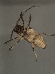Lamiinae