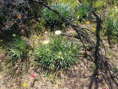 Conicosia pugioniformis