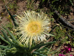 Conicosia pugioniformis