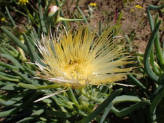 Conicosia pugioniformis