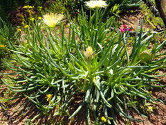 Conicosia pugioniformis