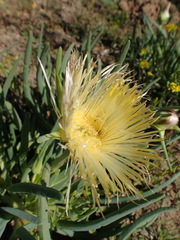 Conicosia pugioniformis