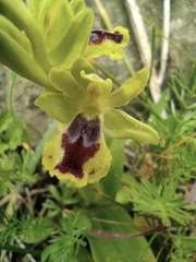 Ophrys lutea galilaea