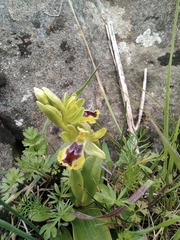 Ophrys lutea galilaea