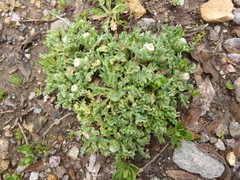 Laennecia artemisiifolia