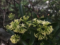 Anodendron affine