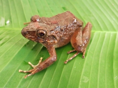 Craugastor ranoides
