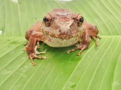 Craugastor ranoides