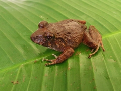 Craugastor ranoides