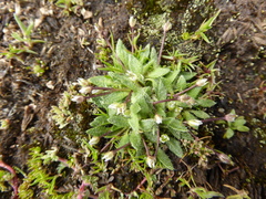 Brayopsis monimocalyx